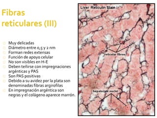 41
Muy delicadas
Diámetro entre 0,5 y 2 nm
Forman redes extensas
Función de apoyo celular
No son visibles en H-E
Deben teñirse con impregnaciones
argénticas y PAS
Son PAS positivas
Debido a su avidez por la plata son
denominadas fibras argirofilas
En impregnación argéntica son
negras y el colágeno aparece marrón.
 
