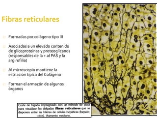 42
Formadas por colágeno tipo III
Asociadas a un elevado contenido
de glicoproteinas y proteoglicanos
(responsables de la + al PAS y la
argirofilia)
Al microscopio mantiene la
estriacion típica del Colágeno
Forman el armazón de algunos
órganos
 