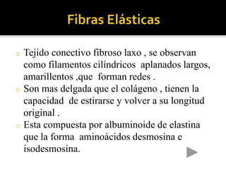 o Tejido conectivo fibroso laxo , se observan
como filamentos cilíndricos aplanados largos,
amarillentos ,que forman redes .
o Son mas delgada que el colágeno , tienen la
capacidad de estirarse y volver a su longitud
original .
o Esta compuesta por albuminoide de elastina
que la forma aminoácidos desmosina e
isodesmosina.
 