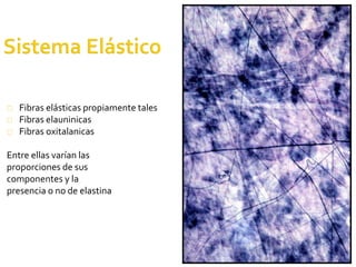 45
Fibras elásticas propiamente tales
Fibras elauninicas
Fibras oxitalanicas
Entre ellas varían las
proporciones de sus
componentes y la
presencia o no de elastina
 