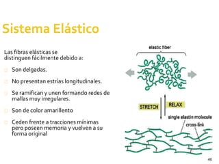 46
Las fibras elásticas se
distinguen fácilmente debido a:
Son delgadas.
No presentan estrías longitudinales.
Se ramifican y unen formando redes de
mallas muy irregulares.
Son de color amarillento
Ceden frente a tracciones mínimas
pero poseen memoria y vuelven a su
forma original
 