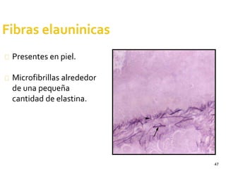 47
Presentes en piel.
Microfibrillas alrededor
de una pequeña
cantidad de elastina.
 