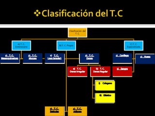 Clasificación del
T. C.
A) T. C.
Embrionario
1) T. C.
Mesenquimatoso
2) T. C. Mucoso
B) T. C. Propio
b.)T. C. Denso
Regular
I. Colagenoso
II. Elástico
3) T. Reticular 4) T. Adiposo
C) T. C.
Especializado
1) Cartílago 2) Hueso
3) Sangre
1) T. C. Laxo
(Areolar)
2) T. C. Denso
a) T. C. Denso
Irregular
 