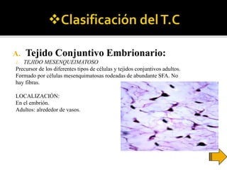 A. Tejido Conjuntivo Embrionario:
1. TEJIDO MESENQUEIMATOSO
Precursor de los diferentes tipos de células y tejidos conjuntivos adultos.
Formado por células mesenquimatosas rodeadas de abundante SFA. No
hay fibras.
LOCALIZACIÓN:
En el embrión.
Adultos: alrededor de vasos.
 