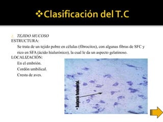 2. TEJIDO MUCOSO
ESTRUCTURA:
Se trata de un tejido pobre en células (fibrocitos), con algunas fibras de SFC y
rico en SFA (ácido hialurónico), la cual le da un aspecto gelatinoso.
LOCALIZACIÓN:
En el embrión.
Cordón umbilical.
Cresta de aves.
 