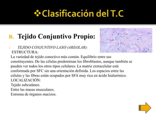 B. Tejido Conjuntivo Propio:
1. TEJIDO CONJUNTIVO LAXO (AREOLAR):
ESTRUCTURA:
La variedad de tejido conectivo más común. Equilibrio entre sus
constituyentes. De las células predominan los fibroblastos, aunque también se
pueden ver todos los otros tipos celulares. La matriz extracelular está
conformada por SFC sin una orientación definida. Los espacios entre las
células y las fibras están ocupados por SFA muy rica en ácido hialurónico.
LOCALIZACIÓN:
Tejido subcutáneo.
Entre las masas musculares.
Estroma de órganos macizos.
 