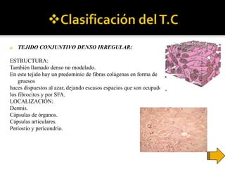 a. TEJIDO CONJUNTIVO DENSO IRREGULAR:
ESTRUCTURA:
También llamado denso no modelado.
En este tejido hay un predominio de fibras colágenas en forma de
gruesos
haces dispuestos al azar, dejando escasos espacios que son ocupados por
los fibrocitos y por SFA.
LOCALIZACIÓN:
Dermis.
Cápsulas de órganos.
Cápsulas articulares.
Periostio y pericondrio.
 