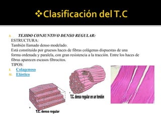 b. TEJIDO CONJUNTIVO DENSO REGULAR:
ESTRUCTURA:
También llamado denso modelado.
Está constituido por gruesos haces de fibras colágenas dispuestas de una
forma ordenada y paralela, con gran resistencia a la tracción. Entre los haces de
fibras aparecen escasos fibrocitos.
TIPOS:
I. Colagenoso
II. Elástico
 