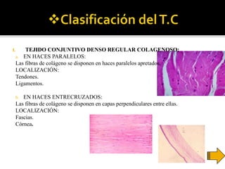 I. TEJIDO CONJUNTIVO DENSO REGULAR COLAGENOSO:
a. EN HACES PARALELOS:
Las fibras de colágeno se disponen en haces paralelos apretados.
LOCALIZACIÓN:
Tendones.
Ligamentos.
b. EN HACES ENTRECRUZADOS:
Las fibras de colágeno se disponen en capas perpendiculares entre ellas.
LOCALIZACIÓN:
Fascias.
Córnea.
 