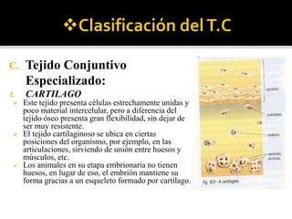 C. Tejido Conjuntivo
Especializado:
1. CARTILAGO
 Este tejido presenta células estrechamente unidas y
poco material intercelular, pero a diferencia del
tejido óseo presenta gran flexibilidad, sin dejar de
ser muy resistente.
 El tejido cartilaginoso se ubica en ciertas
posiciones del organismo, por ejemplo, en las
articulaciones, sirviendo de unión entre huesos y
músculos, etc.
 Los animales en su etapa embrionaria no tienen
huesos, en lugar de eso, el embrión mantiene su
forma gracias a un esqueleto formado por cartílago.
 