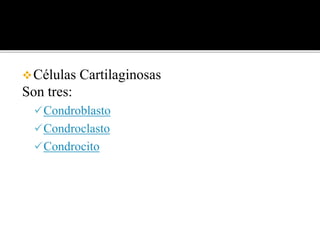 Células Cartilaginosas
Son tres:
Condroblasto
Condroclasto
Condrocito
 