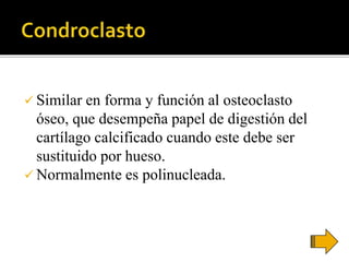  Similar en forma y función al osteoclasto
óseo, que desempeña papel de digestión del
cartílago calcificado cuando este debe ser
sustituido por hueso.
 Normalmente es polinucleada.
 