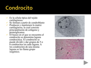  Es la célula típica del tejido
cartilaginoso.
 Se forman a partir de condroblasto
 Producen y mantienen la matriz
cartilaginosa, la cual consiste
principalmente de colágeno y
proteoglicanos.
 El hueco en el que se encuentra el
condrocito se denomina laguna
condrocitica. El condrocito se
puede dividir y dar grupos de 5 o
6 condrocitos en cada laguna. A
los condrocitos de una misma
laguna se les llama grupo
isogénico.
 