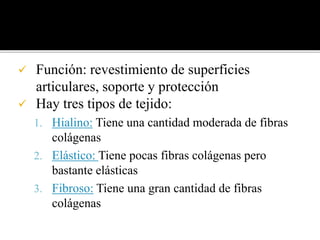  Función: revestimiento de superficies
articulares, soporte y protección
 Hay tres tipos de tejido:
1. Hialino: Tiene una cantidad moderada de fibras
colágenas
2. Elástico: Tiene pocas fibras colágenas pero
bastante elásticas
3. Fibroso: Tiene una gran cantidad de fibras
colágenas
 
