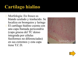 Morfología: En fresco es
blando azulado y traslucido. Se
localiza en bronquios y laringe
El cartílago hialino cuenta con
una capa llamada pericondrio
(capa gruesa del TC denso
integrada por células
fusiformes no diferenciadas)
en sus extremos y esta capa
tiene T.C.D.
 