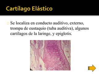 Se localiza en conducto auditivo, externo,
trompa de eustaquio (tuba auditiva), algunos
cartílagos de la laringe, y epiglotis.
 