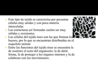  Este tipo de tejido se caracteriza por presentar
células muy unidas y con poca materia
intercelular.
 Las estructuras así formadas suelen ser muy
sólidas y resistentes.
 Las células del tejido óseo son las que forman los
huesos, por lo que se encuentran distribuidas en el
esqueleto animal.
 Entre las funciones del tejido óseo se encuentra la
de sostener el resto del organismo, la de darle
forma, la de proteger a los órganos internos y la de
colaborar con los movimientos.
 