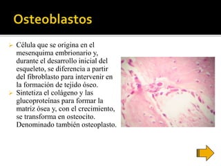  Célula que se origina en el
mesenquima embrionario y,
durante el desarrollo inicial del
esqueleto, se diferencia a partir
del fibroblasto para intervenir en
la formación de tejido óseo.
 Sintetiza el colágeno y las
glucoproteínas para formar la
matriz ósea y, con el crecimiento,
se transforma en osteocito.
Denominado también osteoplasto.
 