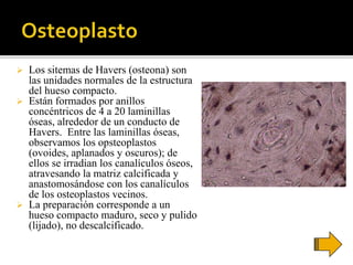  Los sitemas de Havers (osteona) son
las unidades normales de la estructura
del hueso compacto.
 Están formados por anillos
concéntricos de 4 a 20 laminillas
óseas, alrededor de un conducto de
Havers. Entre las laminillas óseas,
observamos los opsteoplastos
(ovoides, aplanados y oscuros); de
ellos se irradian los canalículos óseos,
atravesando la matriz calcificada y
anastomosándose con los canalículos
de los osteoplastos vecinos.
 La preparación corresponde a un
hueso compacto maduro, seco y pulido
(lijado), no descalcificado.
 