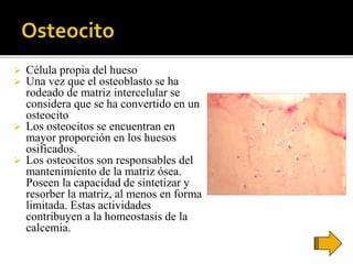  Célula propia del hueso
 Una vez que el osteoblasto se ha
rodeado de matriz intercelular se
considera que se ha convertido en un
osteocito
 Los osteocitos se encuentran en
mayor proporción en los huesos
osificados.
 Los osteocitos son responsables del
mantenimiento de la matriz ósea.
Poseen la capacidad de sintetizar y
resorber la matriz, al menos en forma
limitada. Estas actividades
contribuyen a la homeostasis de la
calcemia.
 
