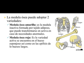  La medula ósea puede adoptar 2
variedades:
 Medula ósea amarilla: es la medula
inactiva formada por tejido adiposo,
que puede transformarse en activa en
caso de necesidades anormales.
 Medula ósea roja: Es la variedad
activa se encuentra en el hueso
esponjoso así como en las epífisis de
lo huesos largos.
 