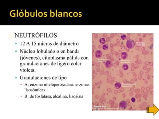 NEUTRÓFILOS
 12 A 15 micras de diámetro.
 Núcleo lobulado o en banda
(jóvenes), citoplasma pálido con
granulaciones de ligero color
violeta.
 Granulaciones de tipo
▪ A: enzima mieloperoxidasa, enzimas
lisosómicas
▪ B: de fosfatasa, alcalina, lisosima
 