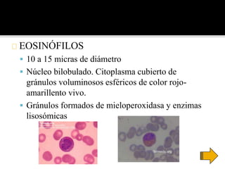 EOSINÓFILOS
 10 a 15 micras de diámetro
 Núcleo bilobulado. Citoplasma cubierto de
gránulos voluminosos esféricos de color rojo-
amarillento vivo.
 Gránulos formados de mieloperoxidasa y enzimas
lisosómicas
 