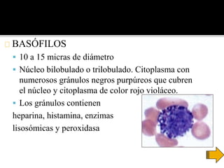 BASÓFILOS
 10 a 15 micras de diámetro
 Núcleo bilobulado o trilobulado. Citoplasma con
numerosos gránulos negros purpúreos que cubren
el núcleo y citoplasma de color rojo violáceo.
 Los gránulos contienen
heparina, histamina, enzimas
lisosómicas y peroxidasa
 