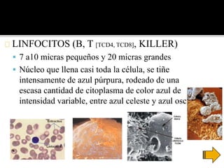 LINFOCITOS (B, T [TCD4, TCD8], KILLER)
 7 a10 micras pequeños y 20 micras grandes
 Núcleo que llena casi toda la célula, se tiñe
intensamente de azul púrpura, rodeado de una
escasa cantidad de citoplasma de color azul de
intensidad variable, entre azul celeste y azul oscuro
 