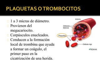 1 a 3 micras de diámetro.
Provienen del
megacariocito.
Corpúsculos enucleados.
Conducen a la formación
local de trombina que ayuda
a formar un coágulo, el
primer paso en la
cicatrización de una herida.
 
