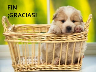 Clase tejido conjuntivo