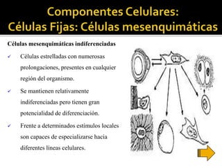 Células mesenquimáticas indiferenciadas
 Células estrelladas con numerosas
prolongaciones, presentes en cualquier
región del organismo.
 Se mantienen relativamente
indiferenciadas pero tienen gran
potencialidad de diferenciación.
 Frente a determinados estímulos locales
son capaces de especializarse hacia
diferentes líneas celulares.
 