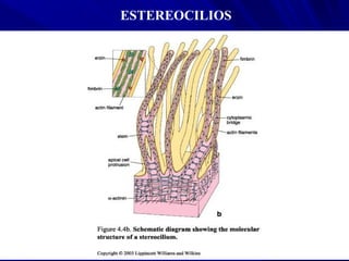 ESTEREOCILIOS
 