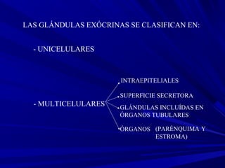 LAS GLÁNDULAS EXÓCRINAS SE CLASIFICAN EN:
- UNICELULARES
- MULTICELULARES
SUPERFICIE SECRETORA
ÓRGANOS (PARÉNQUIMA Y
ESTROMA)
INTRAEPITELIALES
GLÁNDULAS INCLUÍDAS EN
ÓRGANOS TUBULARES
 