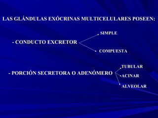 LAS GLÁNDULAS EXÓCRINAS MULTICELULARES POSEEN:
- CONDUCTO EXCRETOR
- PORCIÓN SECRETORA O ADENÓMERO
SIMPLE
COMPUESTA
TUBULAR
ACINAR
ALVEOLAR
 