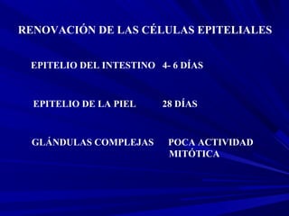 RENOVACIÓN DE LAS CÉLULAS EPITELIALES
EPITELIO DEL INTESTINO 4- 6 DÍAS
EPITELIO DE LA PIEL 28 DÍAS
GLÁNDULAS COMPLEJAS POCA ACTIVIDAD
MITÓTICA
 