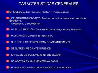 CARACTERÍSTICAS GENERALES:CARACTERÍSTICAS GENERALES:
ETIMOLOGÍA: Epi = Encima; Theliun = Pezón (papila)ETIMOLOGÍA: Epi = Encima; Theliun = Pezón (papila)
•• ORIGEN EMBRIOLÓGICO: Derivan de las tres hojas blastodérmicas:ORIGEN EMBRIOLÓGICO: Derivan de las tres hojas blastodérmicas:
Ectodermo,Ectodermo,
Mesodermo y Endodermo.Mesodermo y Endodermo.
•• VASCULARIZACIÓN: Carecen de vasos sanguíneos y linfáticos.VASCULARIZACIÓN: Carecen de vasos sanguíneos y linfáticos.
•• INERVACIÓN: Carecen de inervación.INERVACIÓN: Carecen de inervación.
•• SUS CELULAS SE RENUEVAN CONSTANTEMENTE.SUS CELULAS SE RENUEVAN CONSTANTEMENTE.
•• SE NUTREN MEDIANTE DIFUSIÓN.SE NUTREN MEDIANTE DIFUSIÓN.
•• CARECEN DE SUSTANCIA INTERCELULARCARECEN DE SUSTANCIA INTERCELULAR
•• SE APOYAN EN UNA MEMBRANA BASAL.SE APOYAN EN UNA MEMBRANA BASAL.
•• POSEEN POLARIDAD MORFOLÓGICA Y FUNCIONALPOSEEN POLARIDAD MORFOLÓGICA Y FUNCIONAL
 