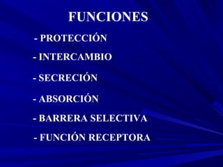 FUNCIONES
- PROTECCIÓN
- INTERCAMBIO
- SECRECIÓN
- ABSORCIÓN
- BARRERA SELECTIVA
- FUNCIÓN RECEPTORA
 