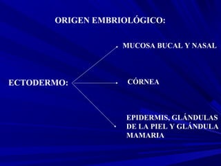 ORIGEN EMBRIOLÓGICO:
ECTODERMO:
MUCOSA BUCAL Y NASAL
CÓRNEA
EPIDERMIS, GLÁNDULAS
DE LA PIEL Y GLÁNDULA
MAMARIA
 