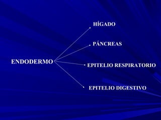 ENDODERMO
HÍGADO
PÁNCREAS
EPITELIO RESPIRATORIO
EPITELIO DIGESTIVO
 