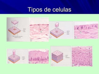 Tipos de celulasTipos de celulas
 