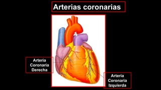 Arterias coronarias:
Arteria
Coronaria
Derecha
Arteria
Coronaria
Izquierda
 