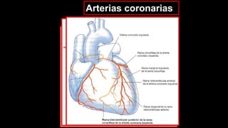 Arterias coronarias:
 