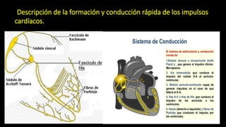 Descripción de la formación y conducción rápida de los impulsos
cardíacos.
 