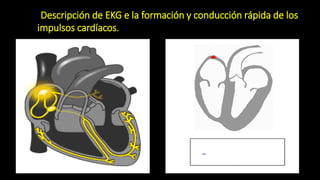 Descripción de EKG e la formación y conducción rápida de los
impulsos cardíacos.
 