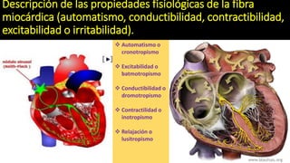 Descripción de las propiedades fisiológicas de la fibra
miocárdica (automatismo, conductibilidad, contractibilidad,
excitabilidad o irritabilidad).
 Automatismo o
cronotropismo
 Excitabilidad o
batmotropismo
 Conductibilidad o
dromotropismo
 Contractilidad o
inotropismo
 Relajación o
lusitropismo
 