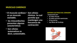 • El musculo cardiaco
es un musculo
excitable.
• los miocardiocitos
presentan algunas
características
• Son células
automaticas es
decir, autoexitable.
• Son células
rítmicas lo cual
permite que
mantengan una
frecuencia de
contracción
MUSCULO CARDÍACO
SISTEMA ELECTRICO DEL CORAZON
Compuesto por:
• El nodo sinusal.
• El nodo auriculo-ventricular.
• El haz de his.
• Las fibras de Purkinje.
 