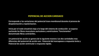 POTENCIAL DE ACCION CARDIACO
Corresponde a las variaciones del potencial trans-membranal durante el proceso de
despolarización y repolarizacion.
Inicia por el nodo sinoatrial viaja a lo largo del sistema de conducción se esparce
excitando las fibras musculares auriculares y ventriculares “funcionantes”
denominado fibras contráctiles.
Un potencial de acción se genera de la siguiente manera: Las dos variedades mas
diferentes del potencial de acción son: Potencial del marcapasos o respuesta lenta y
Potencial de acción ventricular o respuesta rápida.
 
