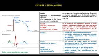 POTENCIAL DE ACCION CARDIACO
 