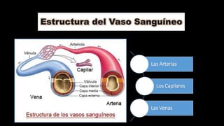 Estructura del Vaso Sanguíneo
Las Arterias
Los Capilares
Las Venas
 